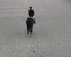 dressage horse Laocoon 3 (Westphalian, 2002, from Laomedon)