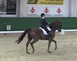 dressage horse Dragon 54 (Brandenburg, 1998, from Don Pikado)