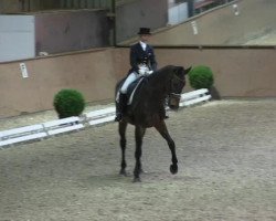 dressage horse Perrygor 2 (Westphalian, 1996, from Potsdam)