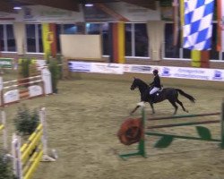 jumper Zwalbe (KWPN (Royal Dutch Sporthorse), 2004, from Cavalier)