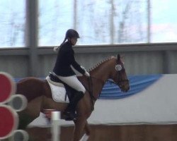 dressage horse Payzen (Westphalian, 2005, from Peking)