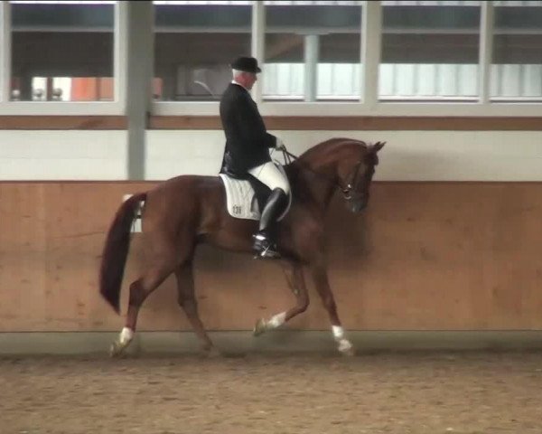 dressage horse Feivel (Westphalian, 2007, from First Final)