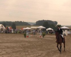 dressage horse Cybonny (unknown, 1982)