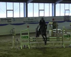 jumper Amadou 10 (Oldenburg, 2004, from Argentinus)