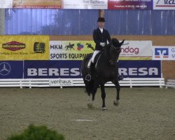 dressage horse Aygo 2 (Westphalian, 2006)