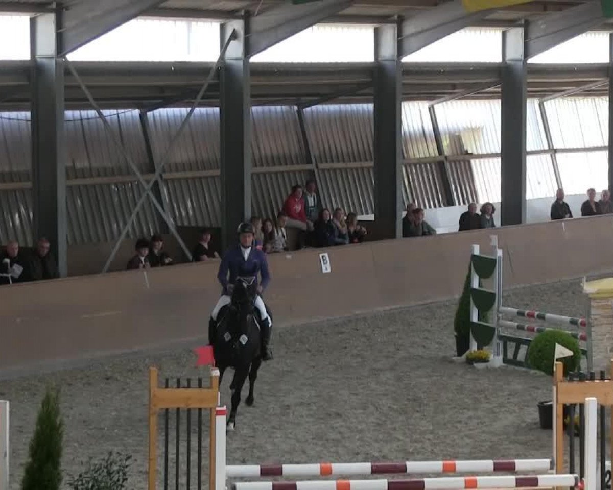 dressage horse Dreamcatcher 9 (Hanoverian, 2006, from Don Crusador)