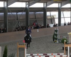 dressage horse Dreamcatcher 9 (Hanoverian, 2006, from Don Crusador)