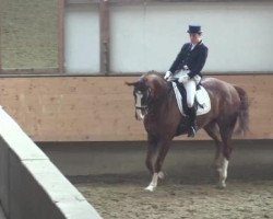 dressage horse Weissherbst 19 (Hanoverian, 2006, from Weltmeyer)