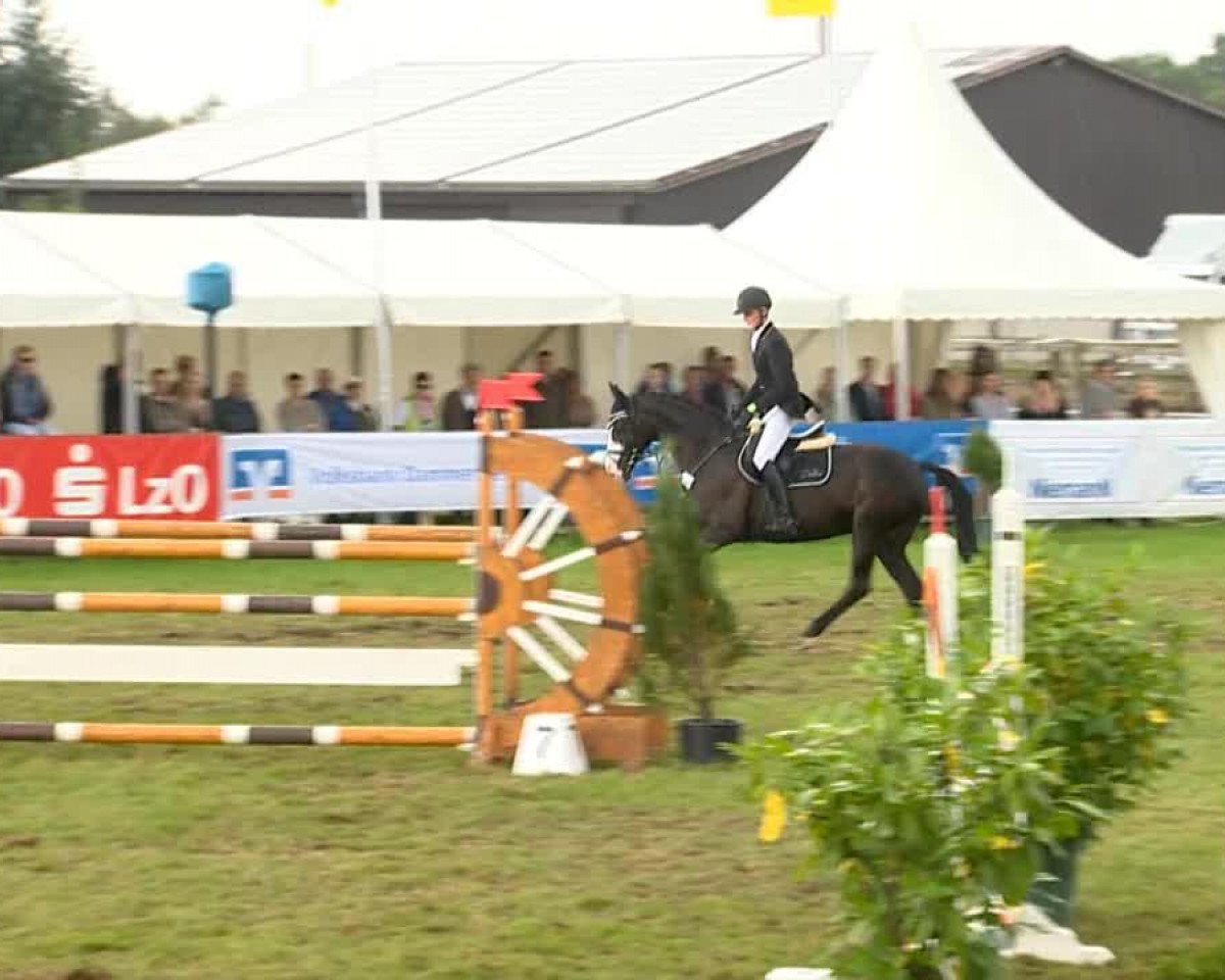 jumper Pikantje 14 (Westphalian, 2005, from Pik Labionics)