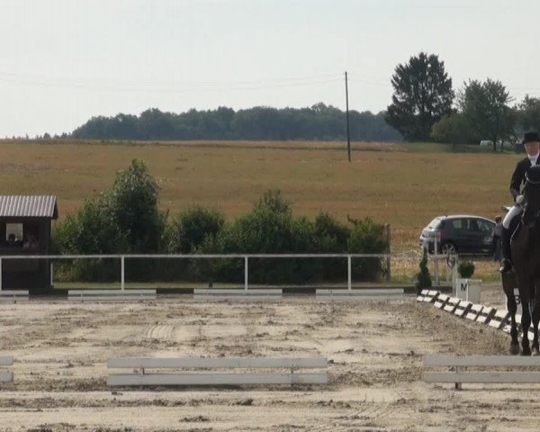 dressage horse Liebesbote 2 (Hanoverian, 2002, from Londonderry)