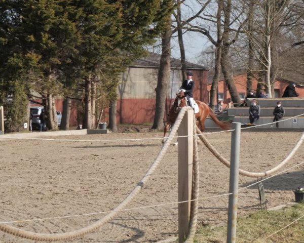Reitturnier Handorf 2021