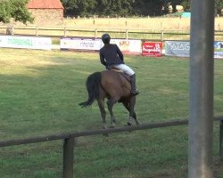 dressage horse Philibert (Westphalian, 2005, from Prestige xx)