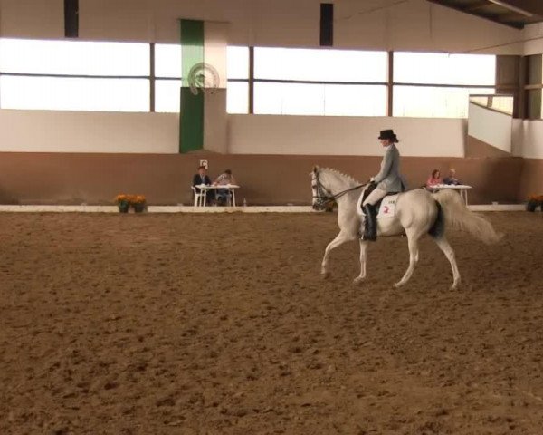 dressage horse Pamino 69 (unknown, 1996)