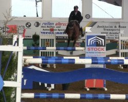 broodmare Cordella 3 (Oldenburg show jumper, 2006, from Cyrano de Bergerac)