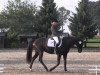 dressage horse Loreana 16 (Oldenburg, 2002, from Lycos)