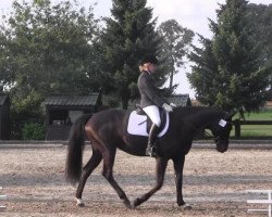 dressage horse Loreana 16 (Oldenburg, 2002, from Lycos)