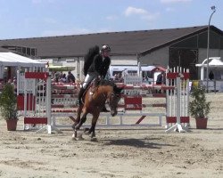 dressage horse Gentleman Stars (unknown,  )