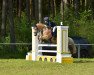 jumper Mark (German Riding Pony, 2004, from Ald Feart's Marko)