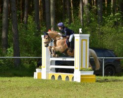 jumper Mark (German Riding Pony, 2004, from Ald Feart's Marko)