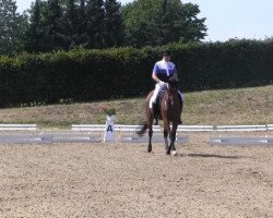 dressage horse Dabbstar (Westphalian, 2005, from Dancing Dynamite)