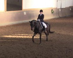 dressage horse Del Mar 10 (Oldenburg, 2001, from Dream of Glory)