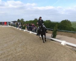 dressage horse Liverpool TN (Westphalian, 2008, from Lissabon 29)