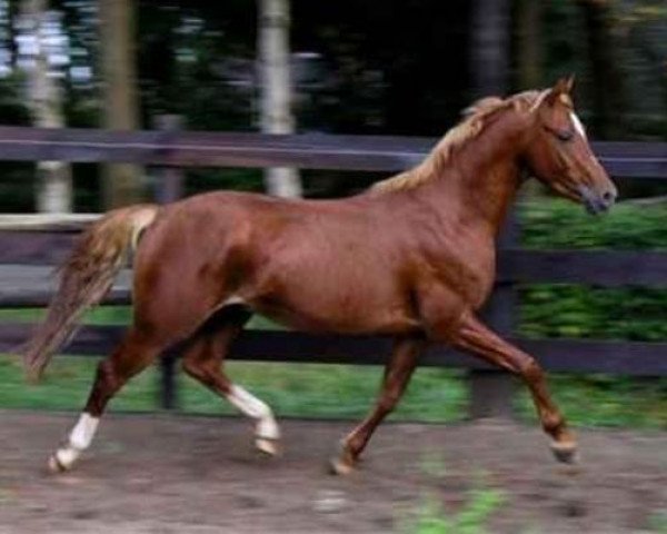 dressage horse Molenhorn's Casanova (Welsh, 2003, from Vita Nova's Golden Boris)