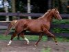 dressage horse Molenhorn's Casanova (Welsh, 2003, from Vita Nova's Golden Boris)