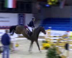 stallion Berlini 2 (KWPN (Royal Dutch Sporthorse), 2006, from Berlin)