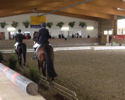 dressage horse Sunny 835 (Westphalian, 2003, from Sir Bedo)