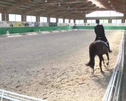 dressage horse Gin 106 (German Riding Pony, 2001, from Golden Son)