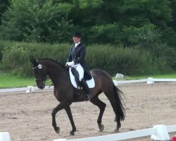 dressage horse Ferrari 109 (Hanoverian, 2002, from Florestan I)