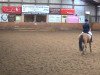 broodmare Orla 21 (German Riding Pony, 2004, from Highway N)