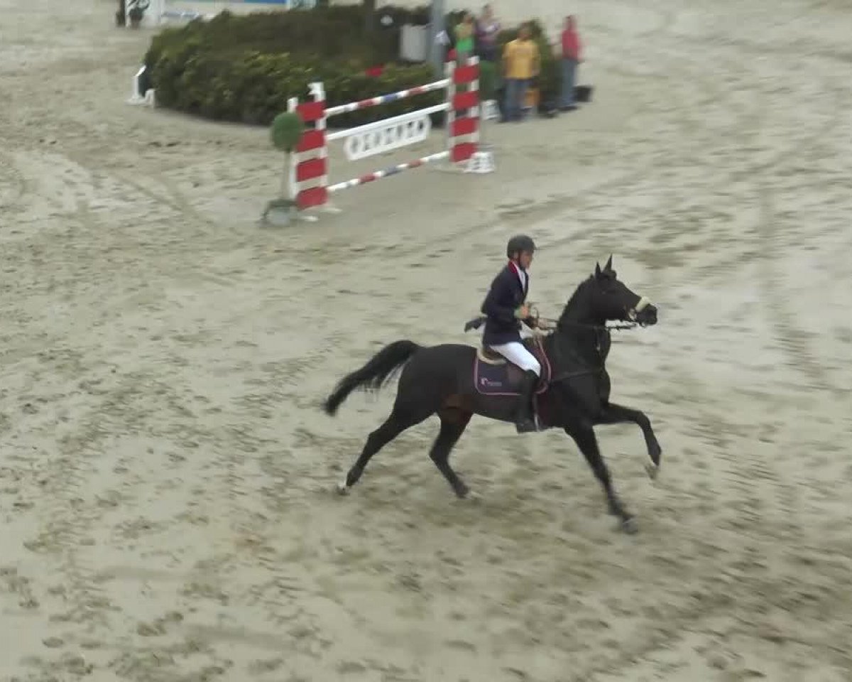 jumper Waldo 43 (Westphalian, 1997, from Wilander)