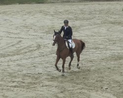 jumper Lexington 65 (KWPN (Royal Dutch Sporthorse), 2001, from Andiamo)