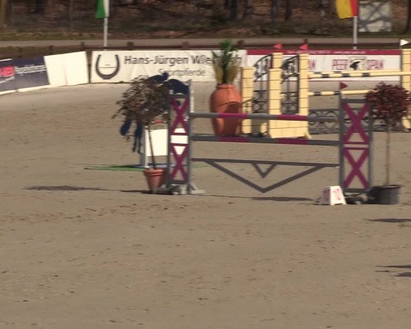 FEI Reitturnier Westergellersen (GER) 2021