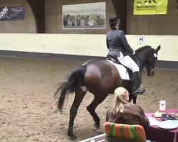 dressage horse Wynona 23 (Hanoverian, 1998, from Wolkenstein II)