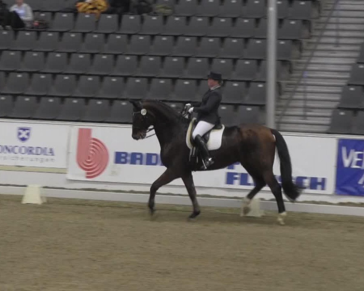 dressage horse Templeton H (Hanoverian, 1996, from Donnerhall)