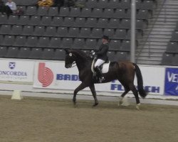 dressage horse Templeton H (Hanoverian, 1996, from Donnerhall)