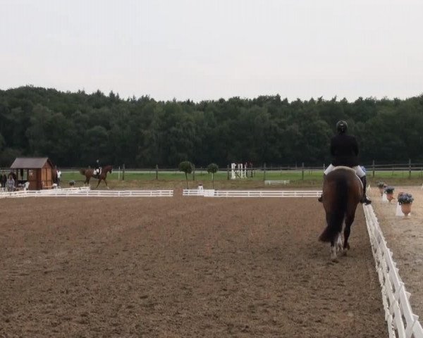 dressage horse For Joy 18 (Westphalian, 2002, from Florestan I)