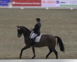 dressage horse Flavio 21 (German Warmblood, 2000, from Florentano)