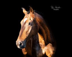 jumper Harry (Hanoverian, 2011, from Mighty Magic)