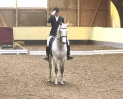 dressage horse Nimble 2 (Swedish Warmblood, 2001, from Camaro M)