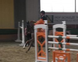 jumper Contador 16 (Hanoverian, 2005, from Converter I)