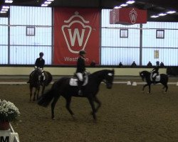 dressage horse Dusty (German Sport Horse, 2006, from Daventry)