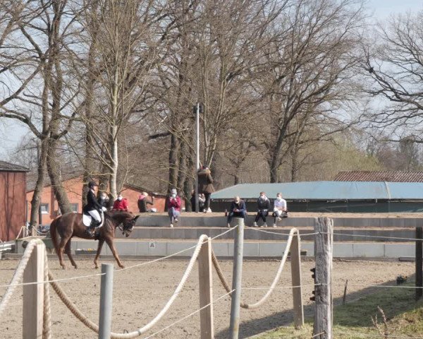 Reitturnier Handorf 2021