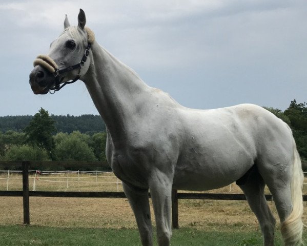 Pferd Charli Brown (Bayer, 1996, von Champion)