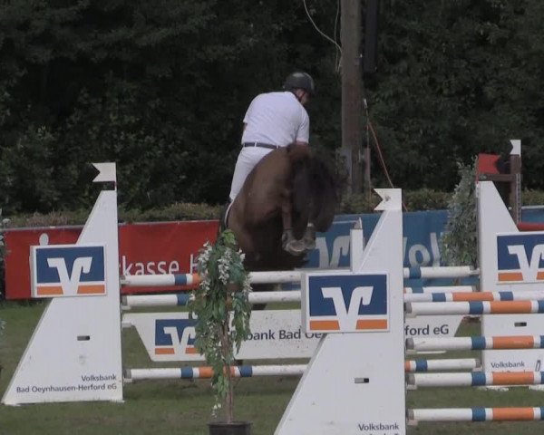 jumper Highclassic 2 (Holsteiner, 2000, from Unbekannt)