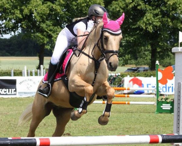 jumper Dream it 2 (German Riding Pony, 2009, from Danny Gold)