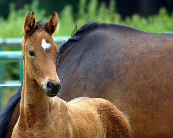 dressage horse Tia Caprice (Westphalian, 2020, from Christ)